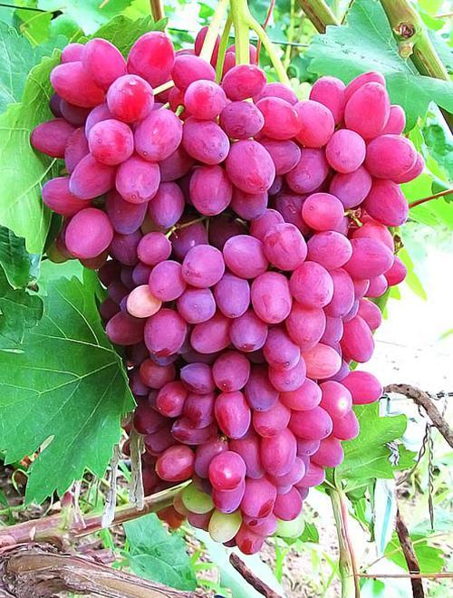 Эксклюзив! Виноград фиолетовый бессемянный "Аврора" (премиальный сорт, кишмиш, устойчив к заболеваниям плодов и гроздьев) фото-