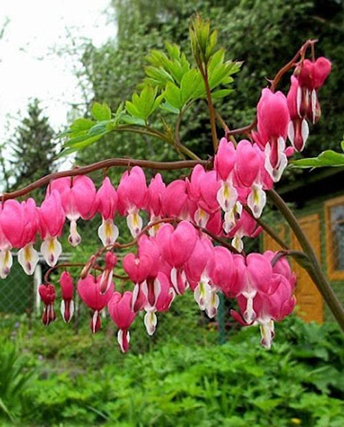 Дицентра великолепная (Dicentra spectabilis) 1шт в упаковке фото-1