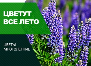 Многолетники цветущие все лето: 7 лучших с фото