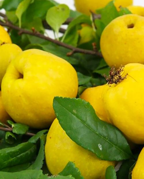Айва яблоковидная лимонно-жёлтая "Медаль"(поздний срок созревания) фото-3