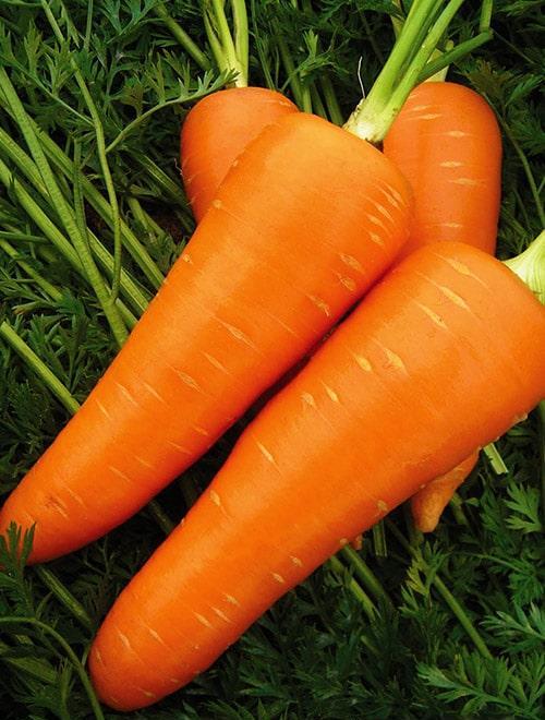 Морковь "Болтекс" 1г фото-0