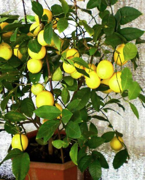 Лимон Павловский (сорт кустовидных, может цвести круглый год) фото-1