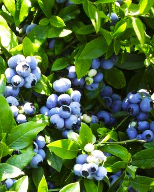 Голубика Дивная темно-синяя с сизым налетом (садовая черника) (среднего срока созревания) фото-3