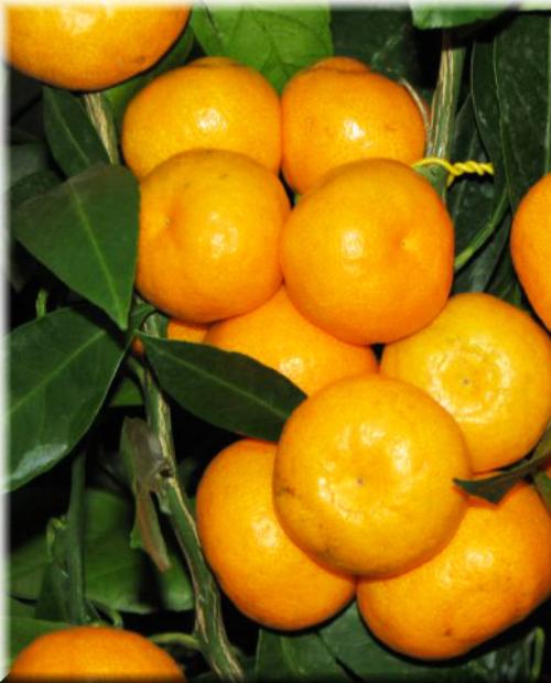 Мандарин оранжевый "Ковано-Васе" (ранний срок созревания, очень сочный) фото-2