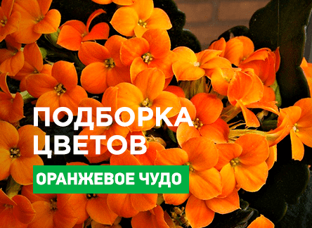 Позитивный сад: ТОП-7 оранжевых цветов