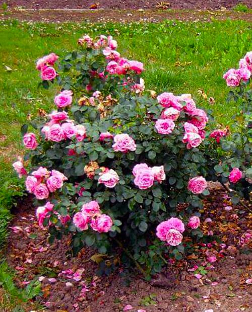 Роза флорибунда ярко-розовая Леонардо да Винчи (саженец класса АА+)  высший сорт купить в интернет-магазине Агро-Маркет24