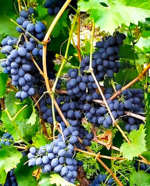 Виноград темно-фиолетовый "Молдова" (столовый сорт, средне-поздний срок созревания) фото-3