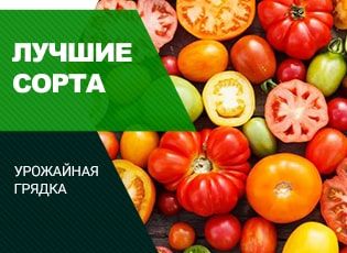 Сорта помидоров для открытого грунта