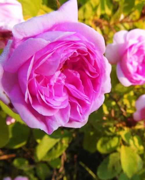 Роза плетистая Сердце розы розовая с сиреневым оттенком (саженец класса АА+) высший сорт фото-3