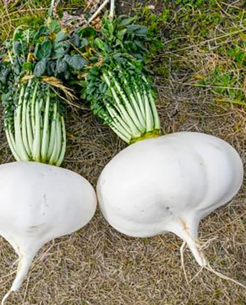 Дайкон Сакурадзима 1г фото-2
