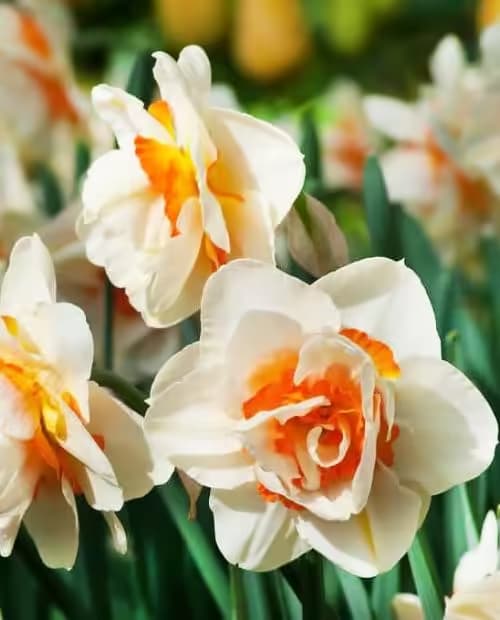 Нарцисс "Flower Parade" 2шт в упаковке фото-3