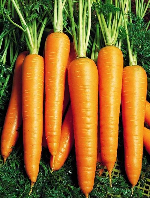 Морковь "Виктория F1" 1г фото-0