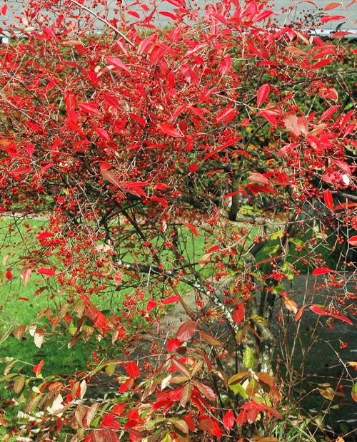 Арония красная Бриллиант (Aronia arbutifolia Brilliant) (контейнер p9) фото-2