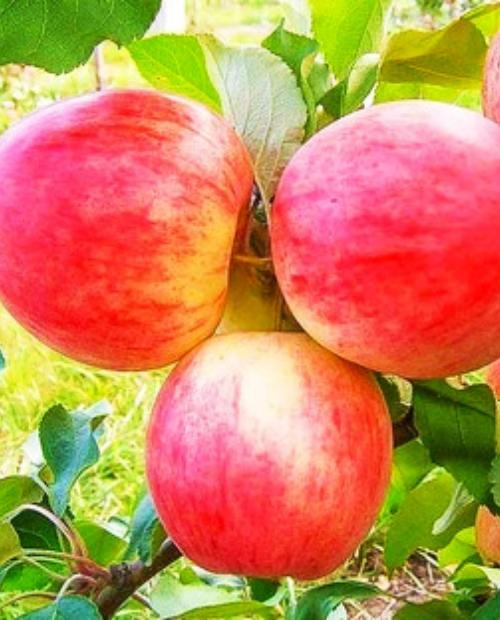 Саженцы яблони Мельба – купить в интернет-магазине Агро-Маркет24