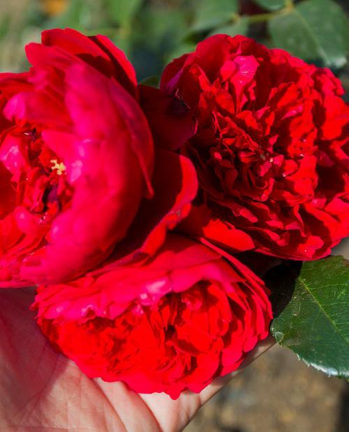 Роза шраб алая "Флорентина" (саженец класса АА+) высший сорт фото-3