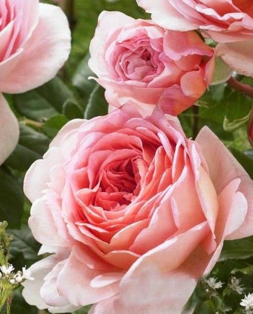 Роза английская светло-розовая "Виктория" (саженец класса АА+) высший сорт  фото-1