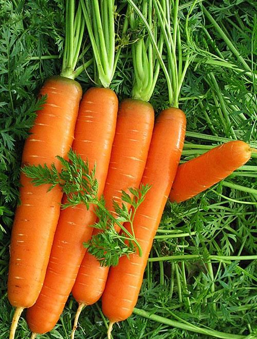 Морковь "Берски F1" 1г фото-0