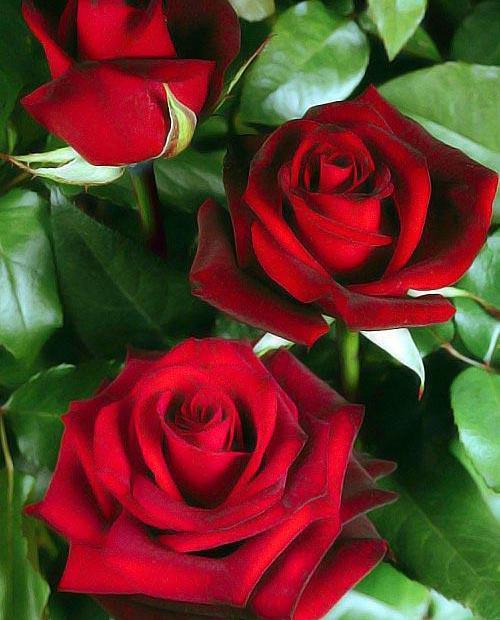 Роза чайно-гибридная темно-красная "Норита" (саженец класса АА+) высший сорт