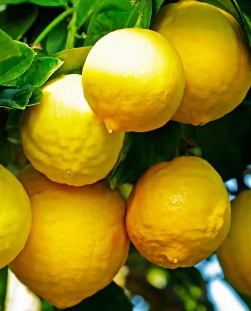 Лимон "Юбилейный" (крупноплодный сорт) (корневая окс) фото-0