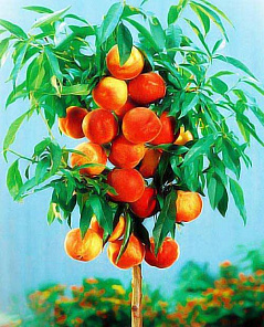 Персик колоновидный Медовый красно-оранжевый (средний срок созревания) (корневая окс)