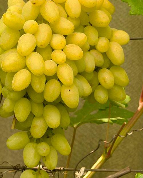 Виноград лимонно-желтый "Долгожданный" (кишмиш, ультраранний срок созревания) фото-3
