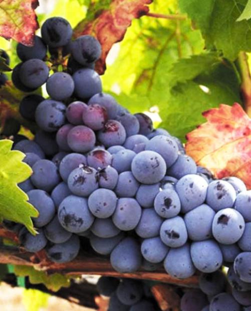 Виноград Августа ярко-синий (винный сорт, средний срок созревания) фото-2