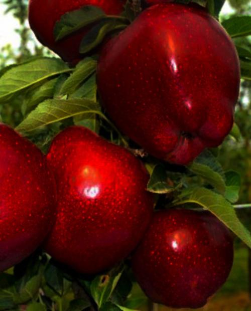 Яблоня темно-красная "Ред Чиф" (поздний срок созревания) фото-3