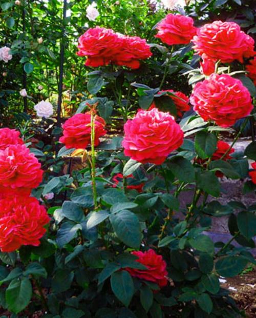 Роза английская пурпурная "Фальстаф" (саженец класса АА+) высший сорт фото-2
