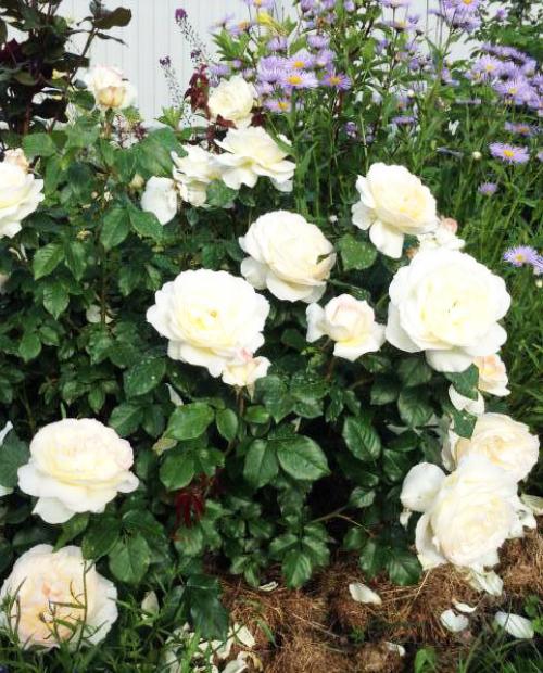 Роза флорибунда белая "Чайковский" (саженец класса АА+) высший сорт фото-2