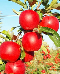 Яблоня красная "Гала" (средний срок созревания)