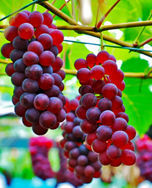 Виноград красный "Свенсон Ред" (кишмиш, средний срок созревания) фото-2