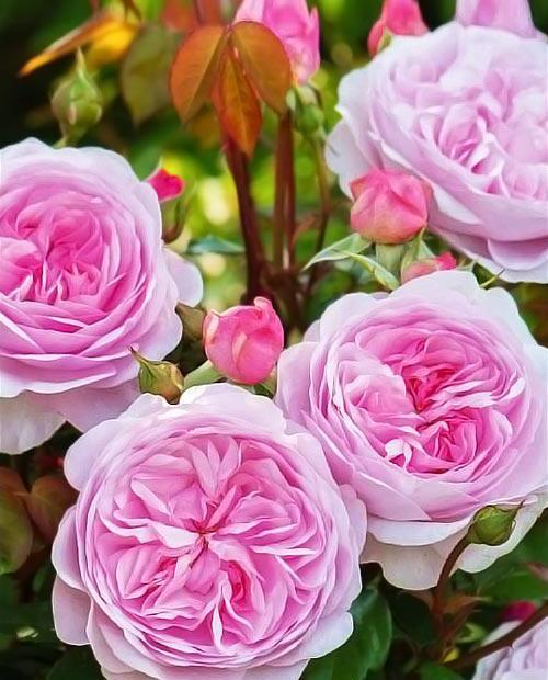 Роза английская Остин Росалинд бело-розовая (саженец класса АА+) высший сорт фото-0