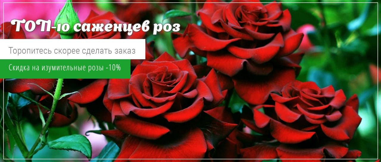 ТОП-10 саженцев прекрасных роз уже со скидкой -10%