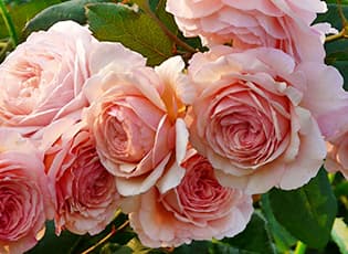 Секреты обильного цветения роз: народные средства и удобрения