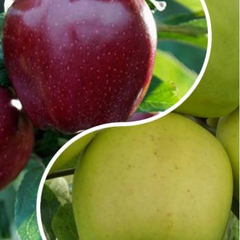 Яблоня, комплект из 2-х сортов "Яблочная глазурь" (Apple glaze) 2шт саженцев
