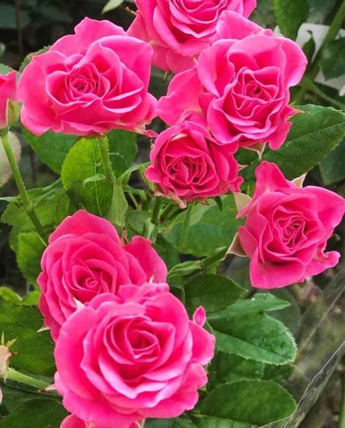 Роза спрей Лавли Лидия (Lovely Lidia) розовая (саженец класса АА+) высший сорт фото-0
