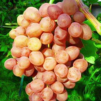 Виноград розовый "Находка" (кишмиш, средний срок созревания)