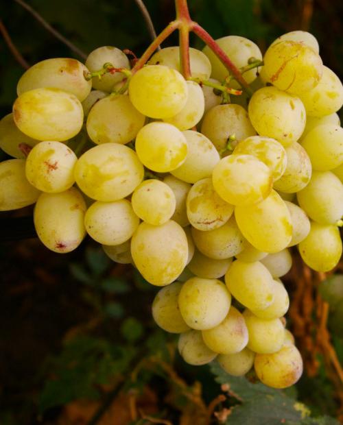 Виноград светло-желтый "Лора" (столовый сорт, средний срок созревания) фото-3