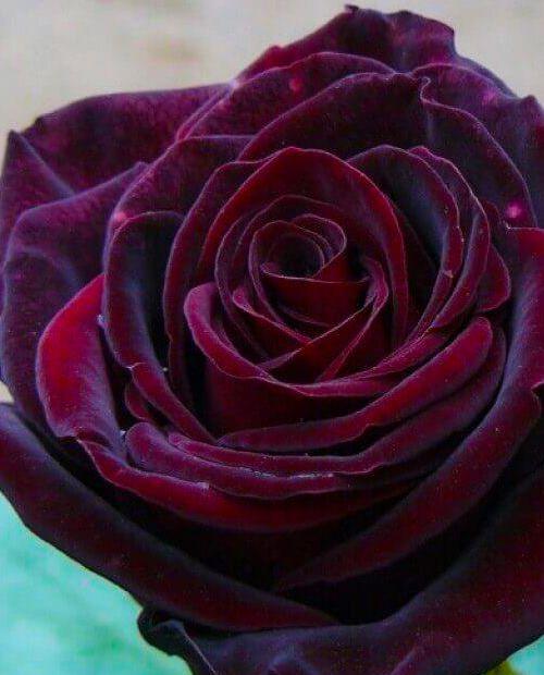 Роза чайно-гибридная Чёрная Магия темно-бордовая (саженец класса АА+) высший сорт фото-0