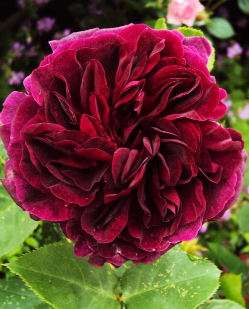 Роза английская Манстед Вуд алая (саженец класса АА+) высший сорт фото-1