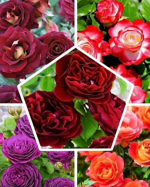 Флорибунда роза, микс из 5-ти сортов "Грация " (Grace) 5шт в комплекте фото-0