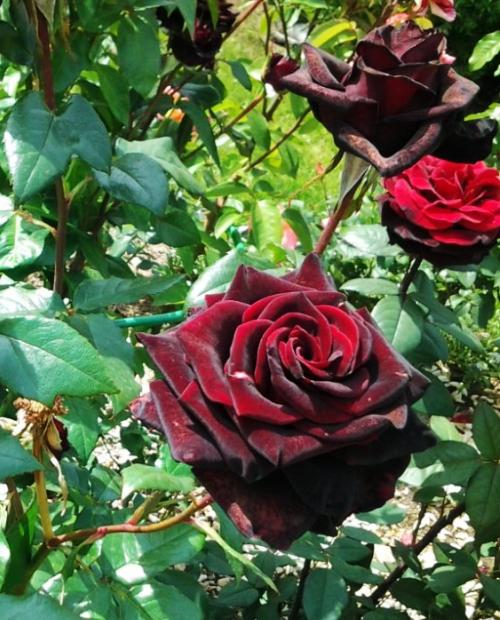 Роза чайно-гибридная Poзa Баркароле бархатно-красная (саженец класса АА+) высший сорт фото-1