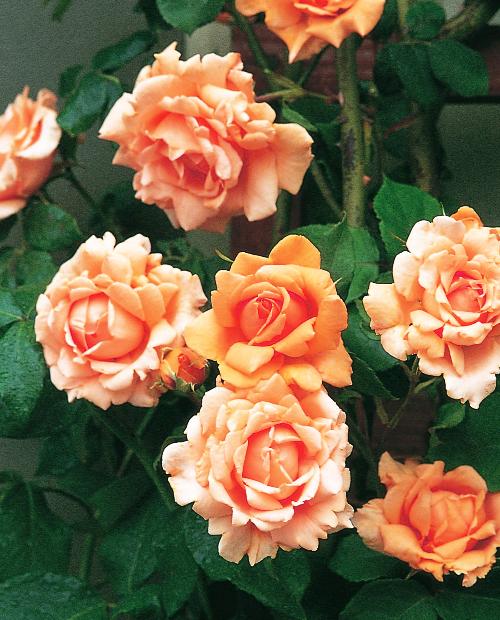 Роза плетистая Бриз оф Лайф абрикосовая (саженец класса АА+) высший сорт фото-1
