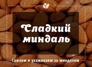 Как посадить сладкий миндаль