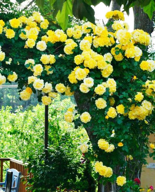 Роза плетистая Казино ярко-желтая (саженец класса АА+) высший сорт фото-2