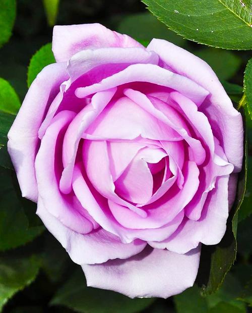 Роза чайно-гибридная лилово-сиреневая "Си-си" (саженец класса АА+) высший сорт фото-1