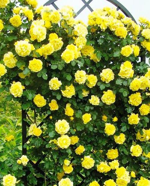 Роза плетистая ярко-желта "Голден Шауэрс" (саженец класса АА+) высший сорт  фото-