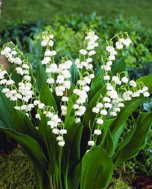 Ландыш майский (Convallaria majalis) 1шт в упаковке фото-3