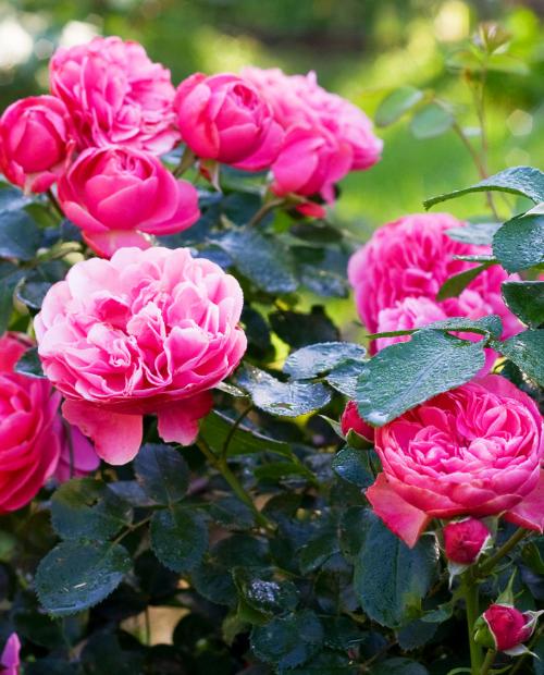Роза флорибунда ярко-розовая "Леонардо да Винчи" (саженец класса АА+) высший сорт фото-2