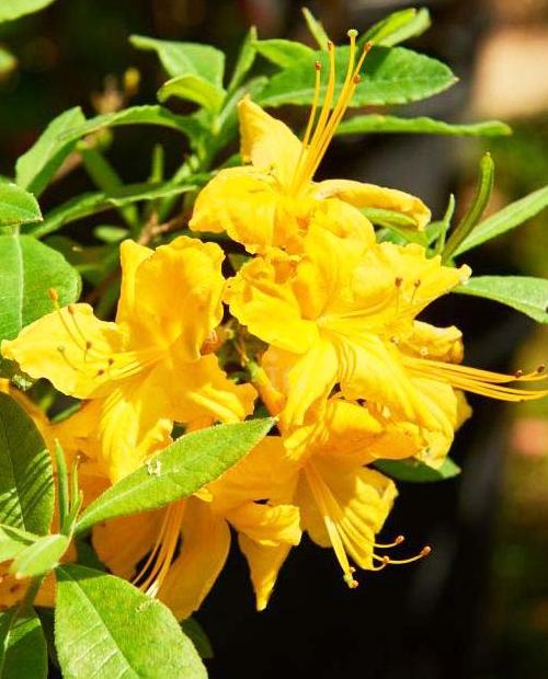 Рододендрон листопадный азалия Желтый (Yellow) фото-3